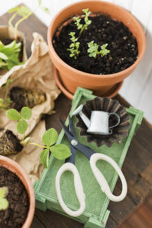 Strawberry seedlings and pots with scissors - ONAF00518