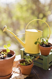 Strawberry seedlings in terracotta pots with watering can in sunlight - ONAF00528