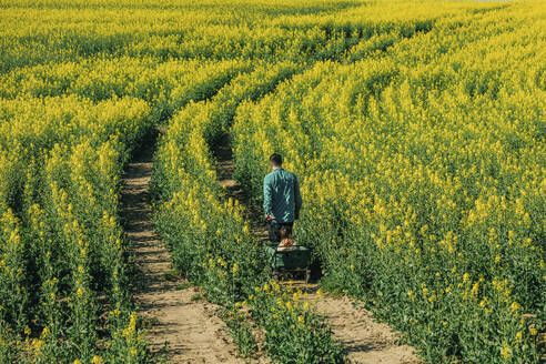 Father pulling cart with son in rapeseed field - VSNF00773