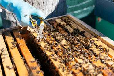 Anonymer Imker mit Schutzhandschuhen, der beim Sammeln von Honig im Bienenstock die Waben mit einer speziellen Zange entfernt - ADSF43731