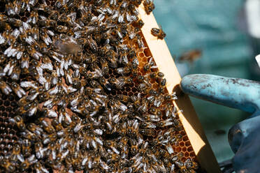 Unbekannter Imker mit Schutzhandschuhen untersucht Waben mit Bienen beim Sammeln von Honig aus einem Bienenstock im Bienenhaus - ADSF43732
