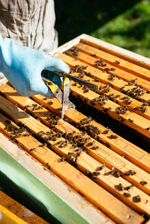 Anonymer Imker mit Schutzhandschuhen, der beim Sammeln von Honig im Bienenstock die Waben mit einer speziellen Zange entfernt - ADSF43733