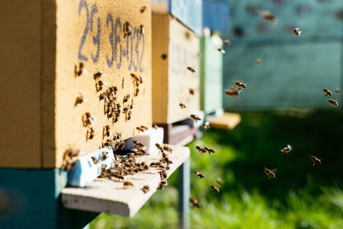 Wabe mit vielen Bienen auf einer Wiese an einem sonnigen Tag im Bienenhaus - ADSF43734