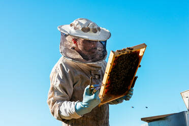 Niedriger Winkel eines konzentrierten männlichen Imkers in Schutzkleidung und Handschuhen mit einer professionellen Pinzette, der die Honigwaben bei der Arbeit im Bienenstock untersucht - ADSF43735