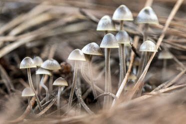 Thin Psilocybe Bohemica mushrooms growing in forest among dry vegetation on autumn day - ADSF43854