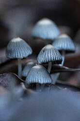 Thin Psilocybe Bohemica mushrooms growing in forest among dry vegetation - ADSF43855