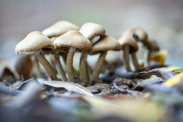 Thin Psilocybe Bohemica mushrooms growing in forest among dry vegetation on autumn day - ADSF43856