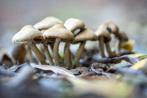 Dünne Psilocybe Bohemica-Pilze, die im Wald zwischen trockener Vegetation an einem Herbsttag wachsen - ADSF43856