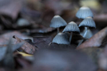 Dünne Psilocybe Bohemica-Pilze, die im Wald zwischen trockener Vegetation wachsen - ADSF43857