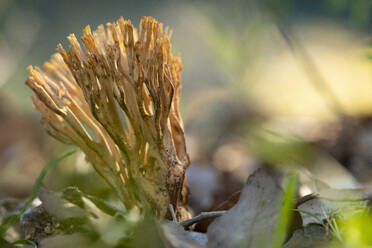 Heller Ramaria aurea Pilz in wilder Natur mit trockenen Blättern an einem sonnigen Herbsttag - ADSF43858