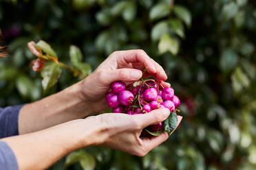 Unrecognizable female gardener collecting fresh Common lilly pilly berries from green bush in garden on summer day - ADSF43872