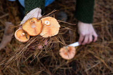 Unbekannte Person mit orangefarbenen Safranmilchkappenpilzen in der Hand beim Pilzesammeln im Wald - ADSF43876
