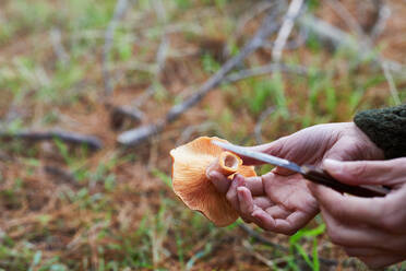 Unrecognizable person with orange saffron milk cap mushroom in hand picking mushroom while walking in forest - ADSF43878