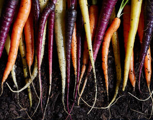 Top view of bunch of fresh organic rainbow carrots on soil background representing concept of healthy food - ADSF43894