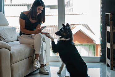 Junge hispanische Besitzerin mit langen dunklen Haaren in Freizeitkleidung schüttelt das Bein des liebenswerten gehorsamen Border Collie Hundes und schickt Nachrichten auf dem Smartphone, während sie zusammen auf einem bequemen Sofa zu Hause sitzen - ADSF43939