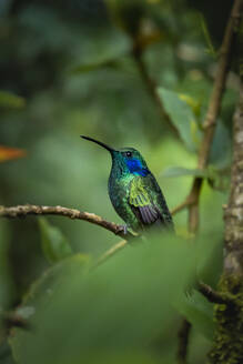 Nahaufnahme von wilden grünen Kolibri sitzt auf Zweig der Baum in der Natur mit unscharfen Hintergrund in der Tageszeit in Costa Rica - ADSF43944