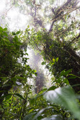 Von unten von hohen Bäumen mit grünen Blättern im exotischen Wald an einem sonnigen Tag während des Tages in Costa Rica - ADSF43945