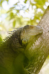 Von unten Seitenansicht eines grünen Leguans auf einem Baumstamm im Nationalpark vor unscharfem Hintergrund in Costa Rica - ADSF43946