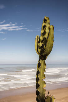 Grüner Kaktus am Sandstrand vor blauem Himmel und wogendem Meer in Mauretanien - ADSF44010