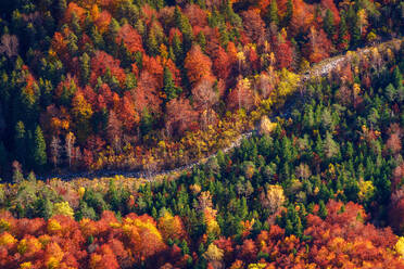 Drohnenansicht eines Weges inmitten eines malerischen Herbstwaldes mit bunten Bäumen und leuchtendem Laub im Wald von Ordesa von oben - ADSF44011