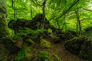 Malerische Kulisse einer rauen, steinigen Höhle mit grünen Bäumen und Sträuchern, die im Wald wachsen - ADSF44020