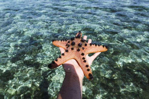 Hand of man holding starfish with sea in background - PNAF05274
