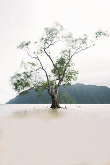 Tree in lake with mountain in background - PNAF05282