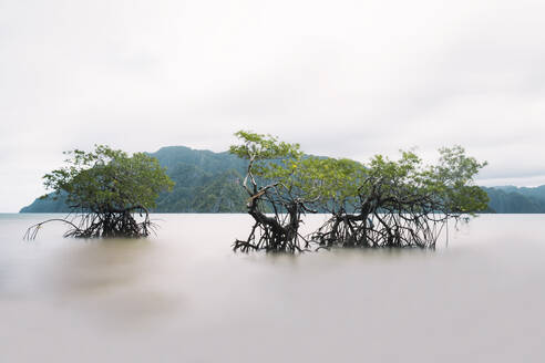 Mangrove trees in sea under sky - PNAF05283