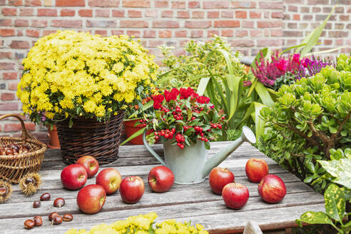 Eastern teaberries in watering can, blooming flowers, chestnuts and ripe apples in balcony garden - GWF07797