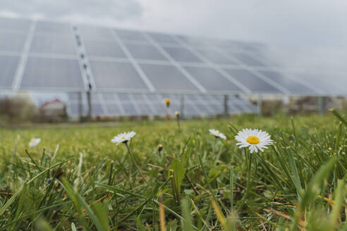 Frische Gänseblümchen im Gras mit Sonnenkollektoren im Hintergrund - OSF01542