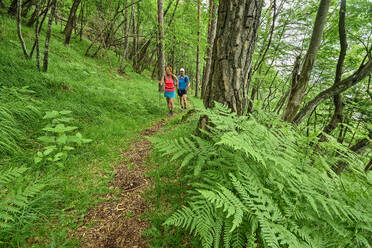 Italien, Provinz Belluno, Zwei Wanderer auf dem Höhenweg Dolomiti Bellunesi durch einen üppigen grünen Wald - ANSF00328