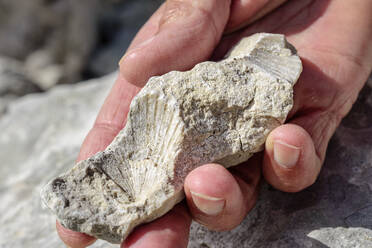 Frauenhand hält Stein mit Muschelfossil - ANSF00331