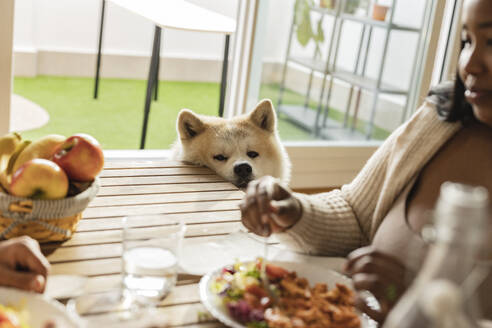 Dog looking at woman having breakfast at dining table - JCCMF10364