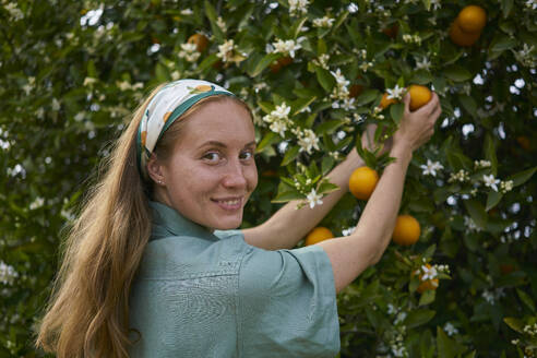 Woman with brown hair picking oranges from tree in orchard - ANNF00152