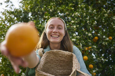 Happy woman holding orange in front of tree at orchard - ANNF00158