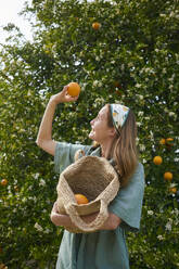 Junge Frau begutachtet eine Orange vor einem Baum in einem Obstgarten - ANNF00162