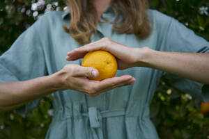 Die Hände einer Frau halten eine frische Orange - ANNF00167