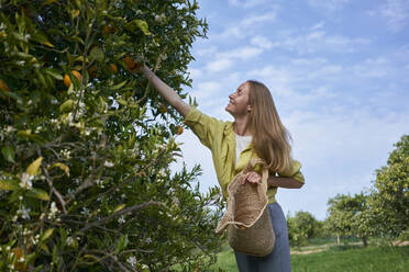 Junge Frau pflückt Orangen vom Baum und hält einen Korb im Obstgarten - ANNF00189