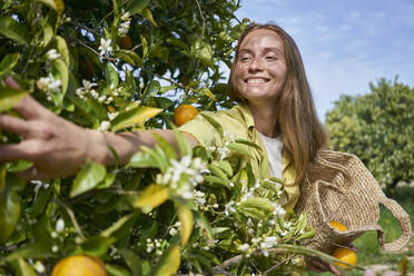 Lächelnde Frau, die nach Orangen an einem Baum im Obstgarten greift - ANNF00192