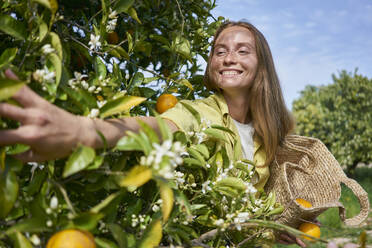 Smiling woman reaching at oranges on tree at orchard - ANNF00192