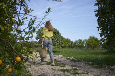 Woman with basket walking on footpath in orange orchard - ANNF00194