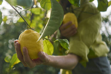 Woman picking fresh lemons from tree at orchard - ANNF00204