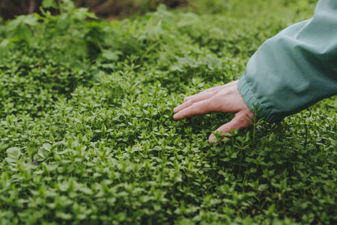 Man touching green grass in forest - YTF00774