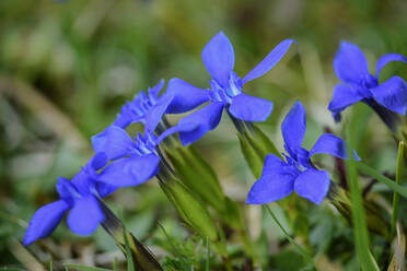 Enzianblüten (Gentiana verna) blühen im Sommer - ANSF00356