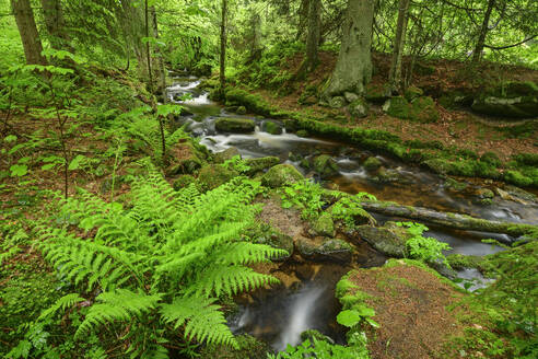 Deutschland, Bayern, Langzeitbelichtung des Baches Kleine Ohe im Nationalpark Bayerischer Wald - ANSF00363