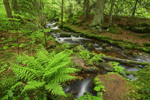 Germany, Bavaria, Long exposure of Kleine Ohe stream in Bavarian Forest National Park - ANSF00363