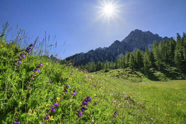 Italy, Veneto, Sun shining over alpine meadow in summer - ANSF00374