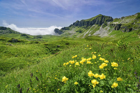 Italien, Venetien, Sommerwiese entlang der Alta Via Dolomiti Bellunesi - ANSF00382