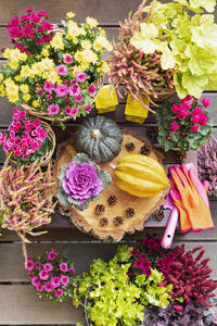 Kürbisse, Tannenzapfen und Herbstblumen in Töpfen - GWF07809