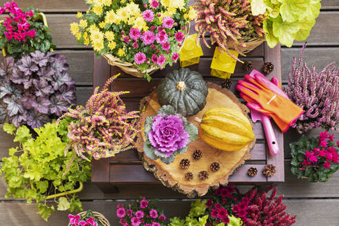 Kürbisse, Tannenzapfen und Herbstblumen in Töpfen - GWF07810